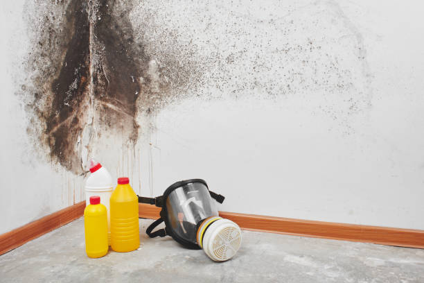 Best Crawl Space Mold Removal  in Millvale, PA