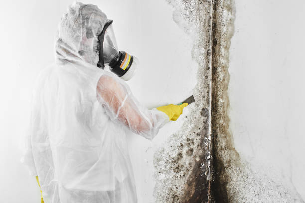 Best Home Mold Removal  in Millvale, PA