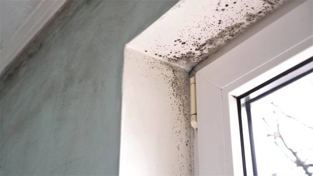 Best Black Mold Removal  in Millvale, PA