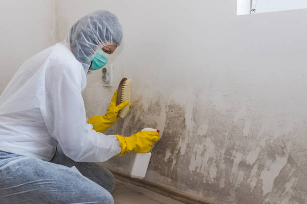 Best Toxic Mold Removal  in Millvale, PA