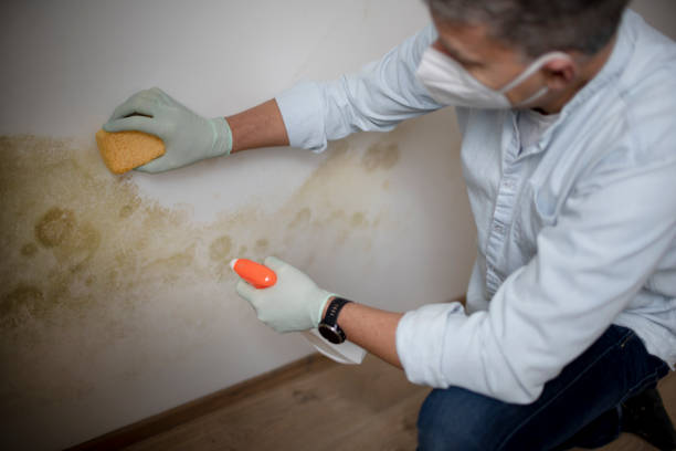 Professional Mold Removal in Millvale, PA