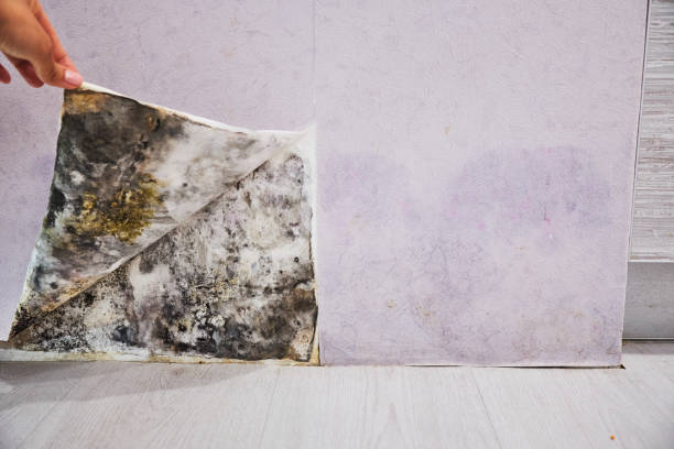 Best Attic Mold Removal  in Millvale, PA